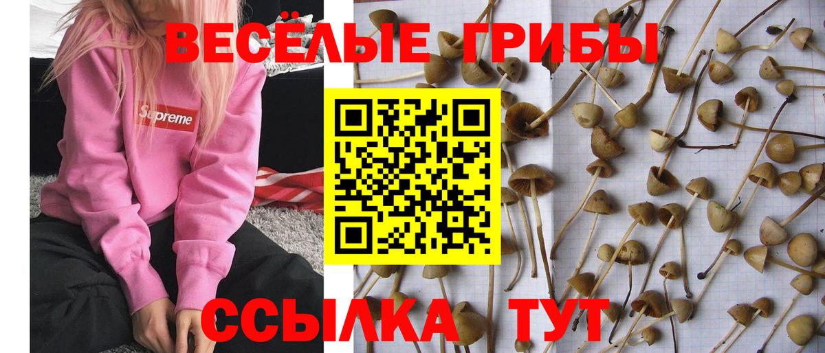 Мирный  Галлюциногенные грибы Cubensis  Вход с VPN  Псилоцибиновые грибы GOLDEN TEACHER 